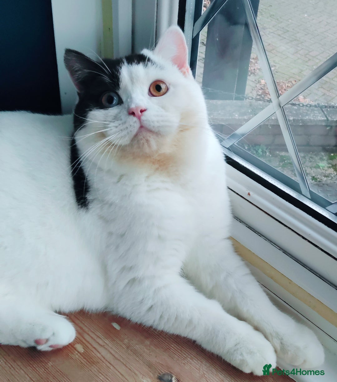 British Shorthair cats for sale: GCCF champions lines.Odd eyes boy and girl. - Advert 5