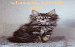 Maine Coon cats for sale: Mainecoon babies - Image 1