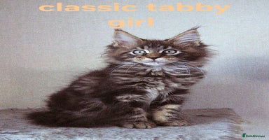 Maine Coon cats - Advert 14
