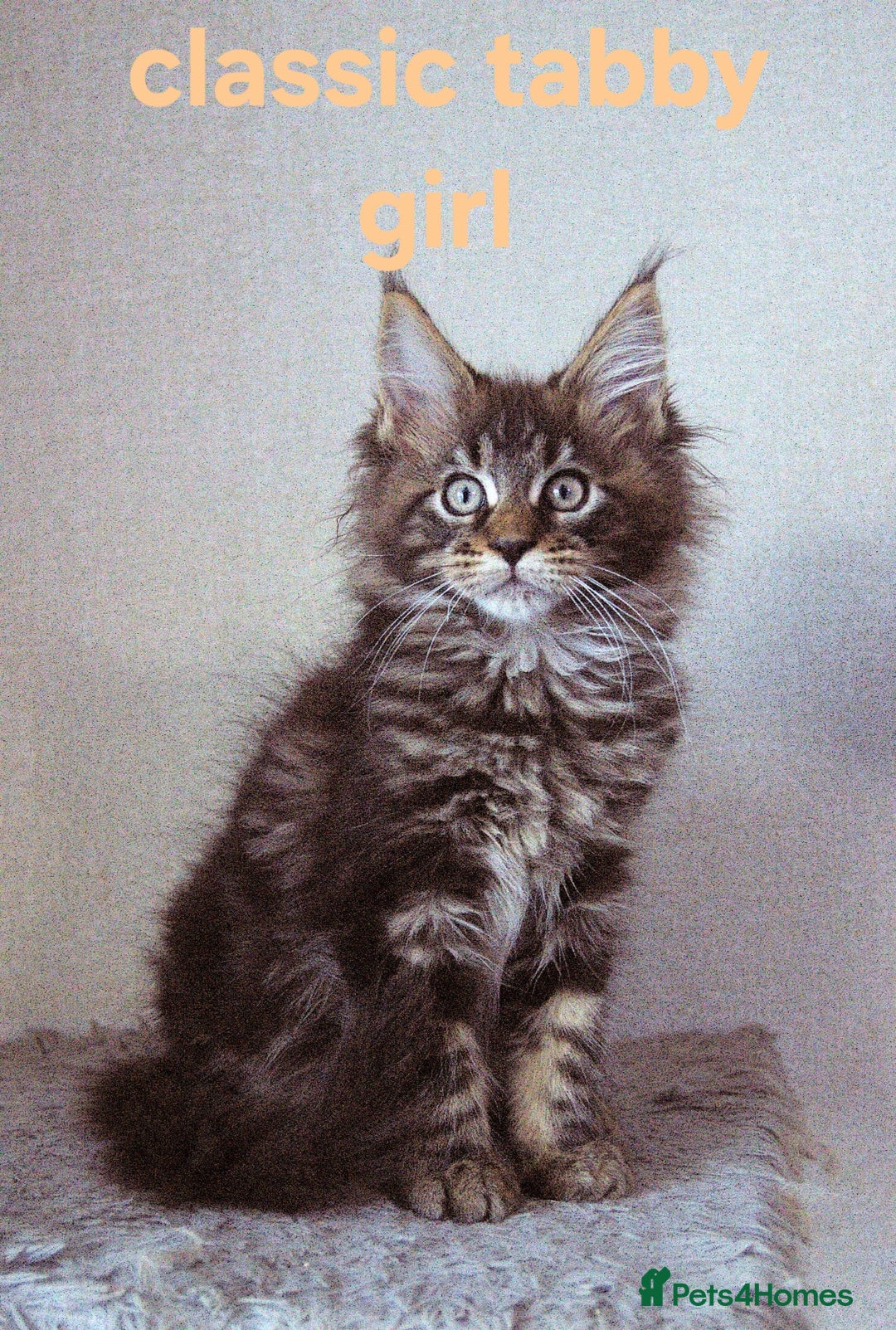 Maine Coon cats for sale: Mainecoon babies - Image 1