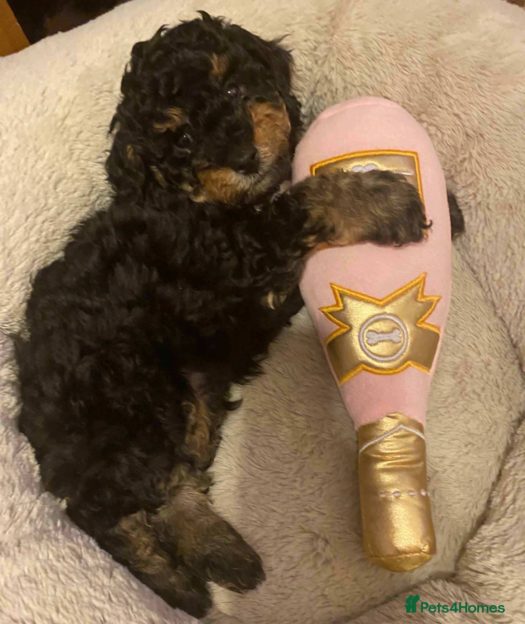 Cavapoochon dogs Beautiful Rare Phantom Toy Cavapoochon Puppies - Advert 13