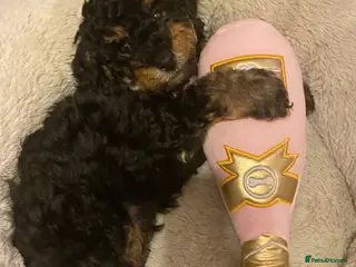 Cavapoochon dogs Beautiful Rare Phantom Toy Cavapoochon Puppies - Advert 13