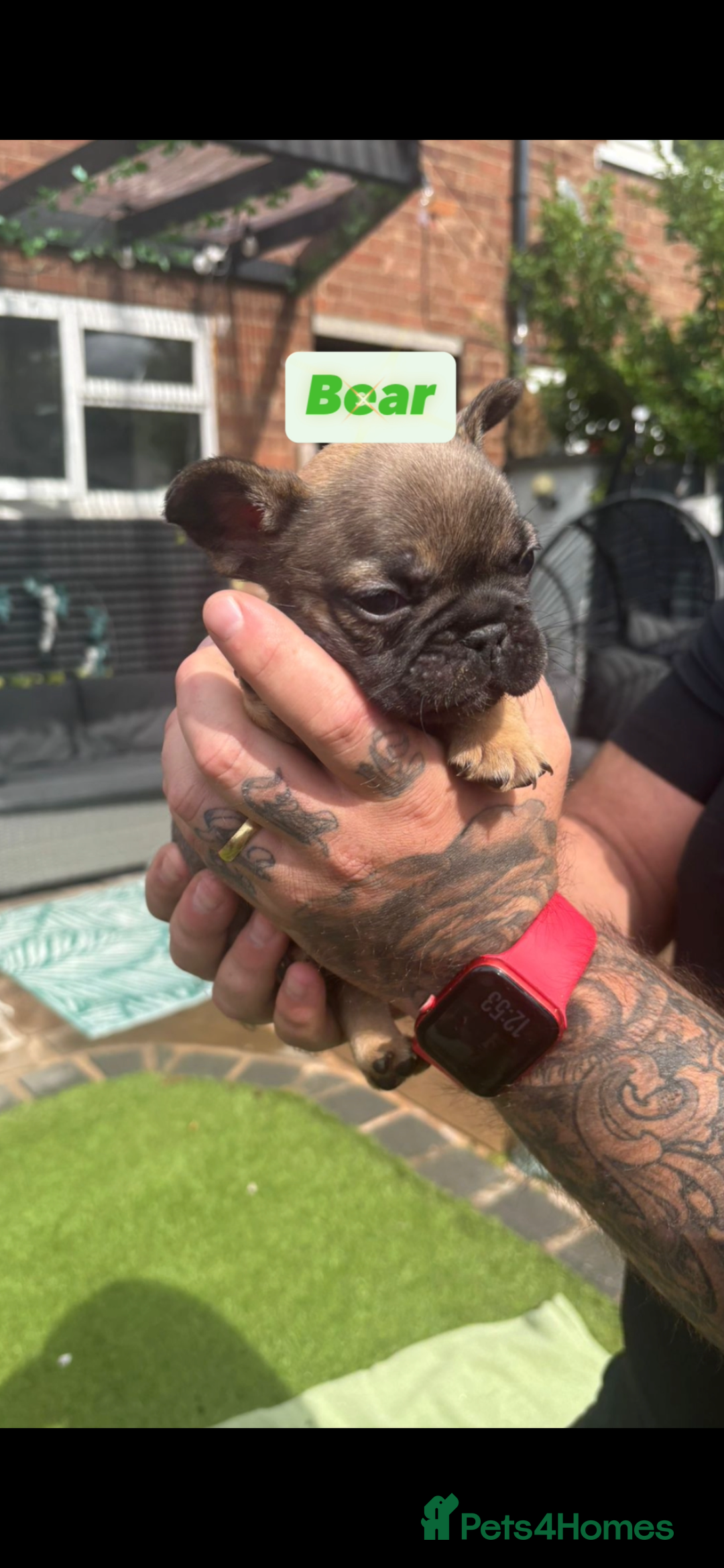 French Bulldog dogs for sale: French bulldog puppies  - Image 3