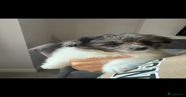 Mixed Breed dogs - Advert 7