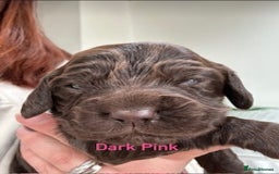 Cocker Spaniel dogs for sale: Chocolate Cocker Spaniel’s  in Crook - Image 12