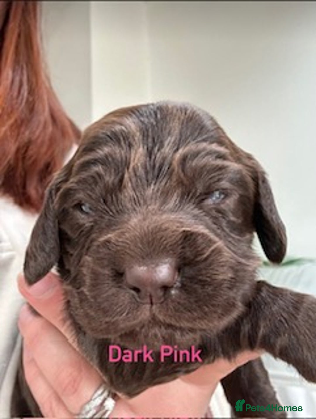 Cocker Spaniel dogs for sale: Chocolate Cocker Spaniel’s  in Crook - Image 12