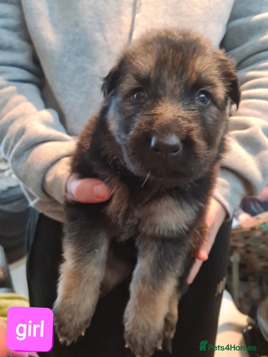 German Shepherd dogs for sale: German shepherd puppies - Advert 2