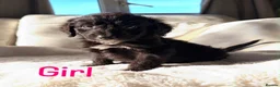 Bordoodle dogs for sale: Gorgeous Borderdoodle puppies  - Advert 5