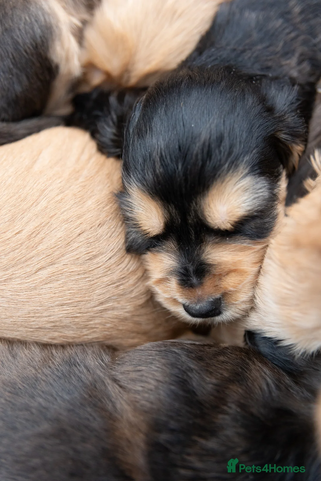 Mixed Breed dogs for sale: Mini Golden retriever ( Dakota sport retriever) - Advert 9