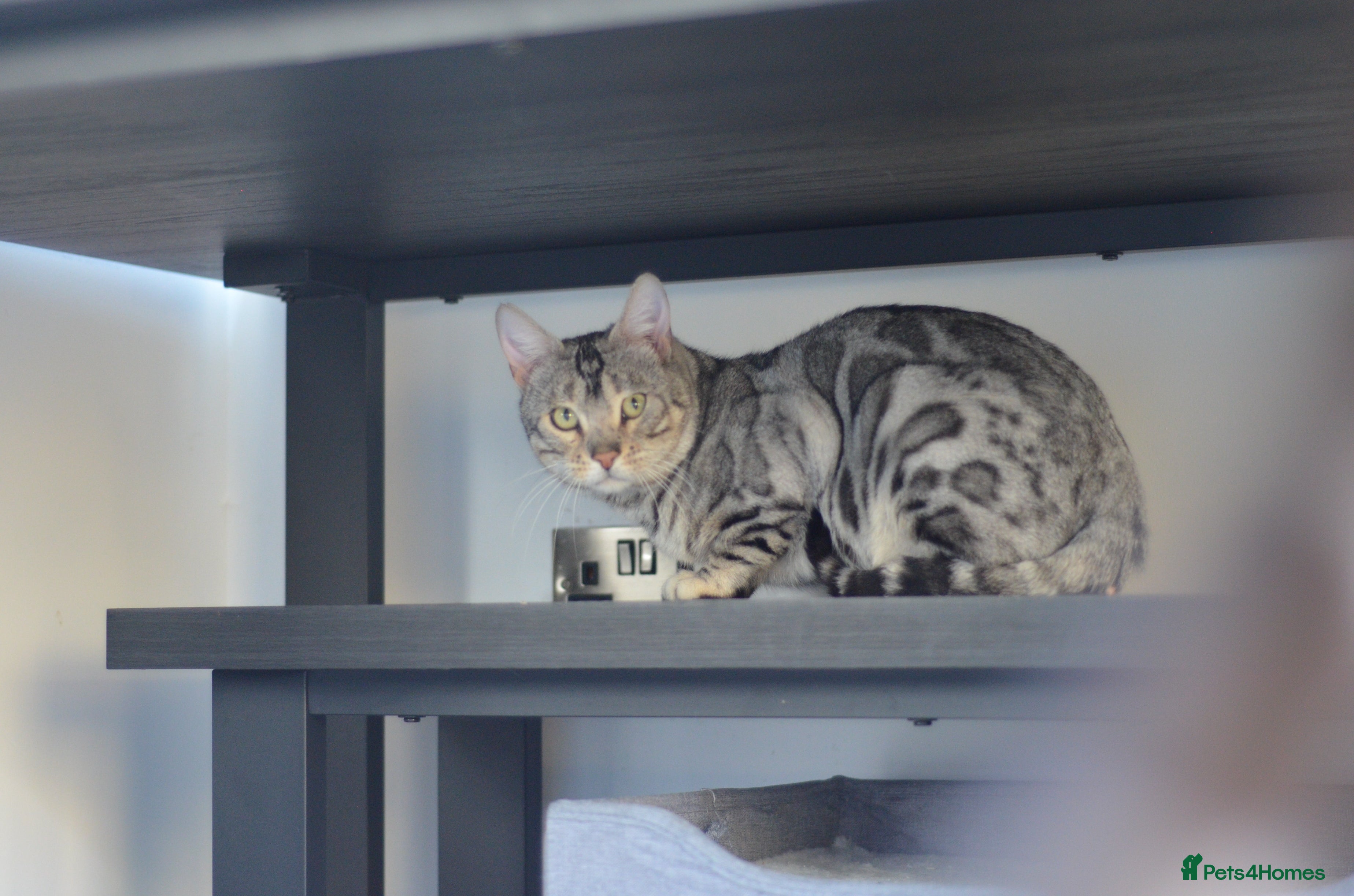 Bengal cats Silver Bengal Male - Advert 1