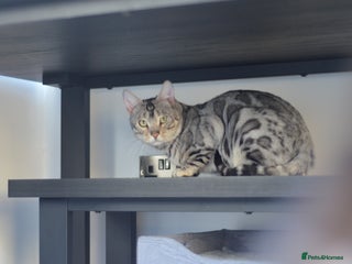 Bengal cats Silver Bengal Male - Advert 2