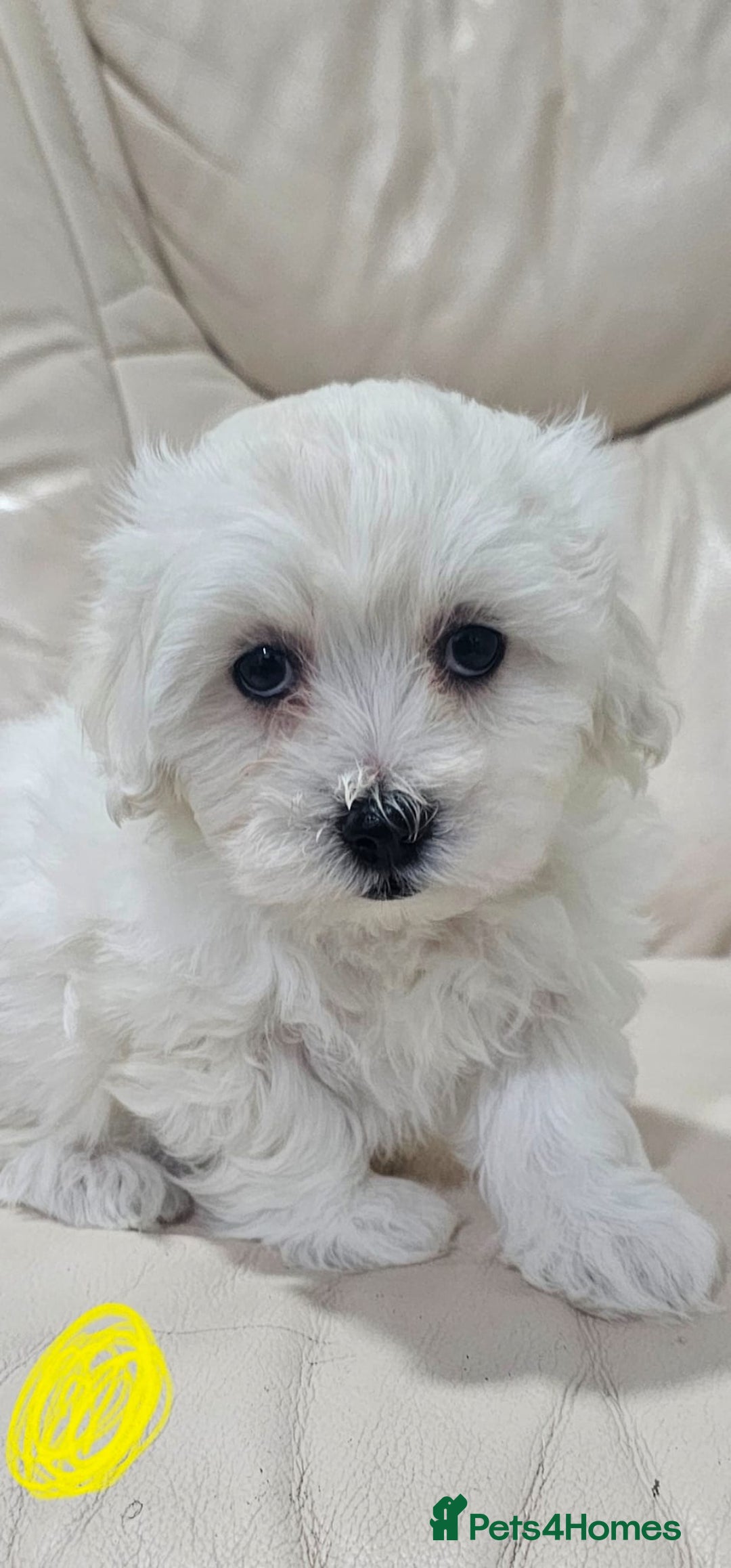 Maltese dogs for sale: Maltese puppies  - Advert 2