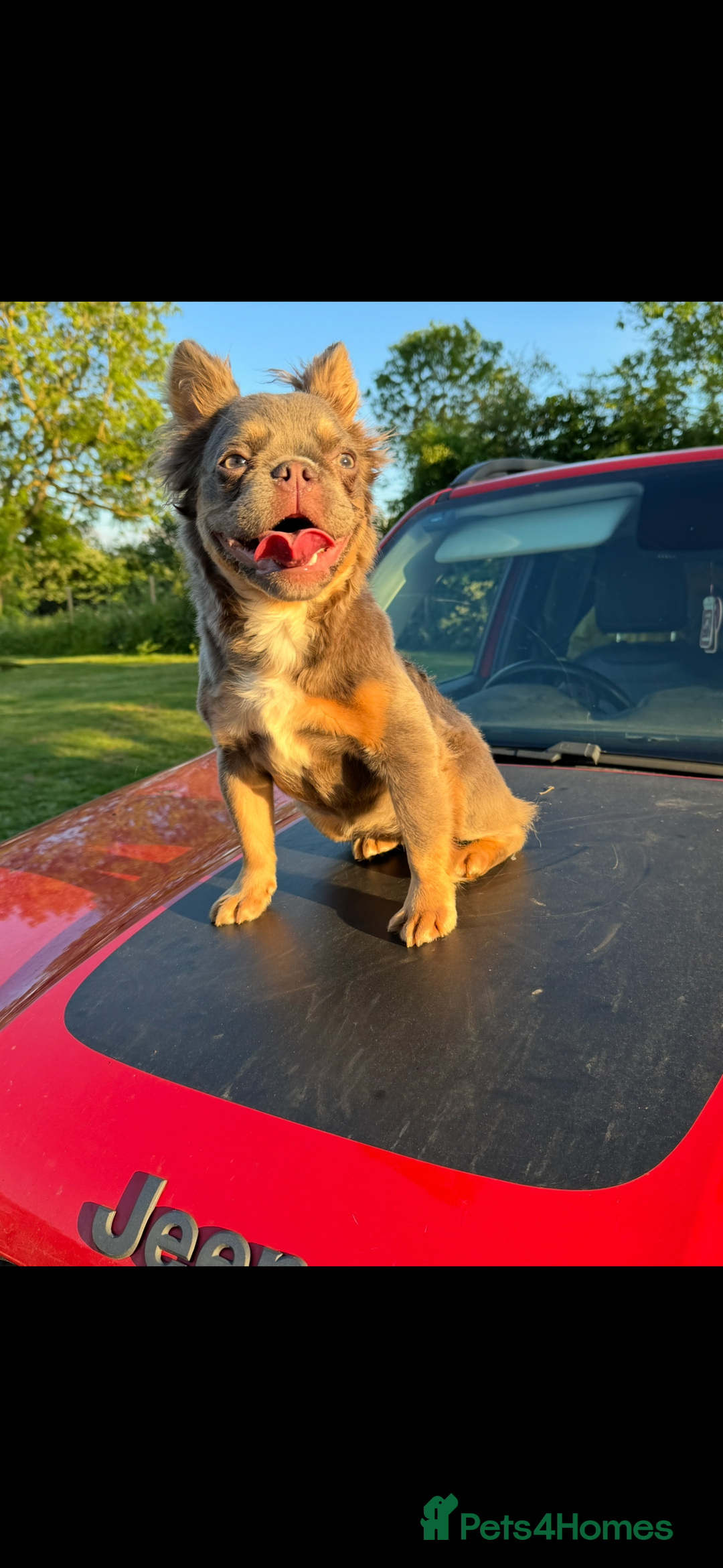 French Bulldog dogs for sale: Female Fluffy french bulldog - Image 1