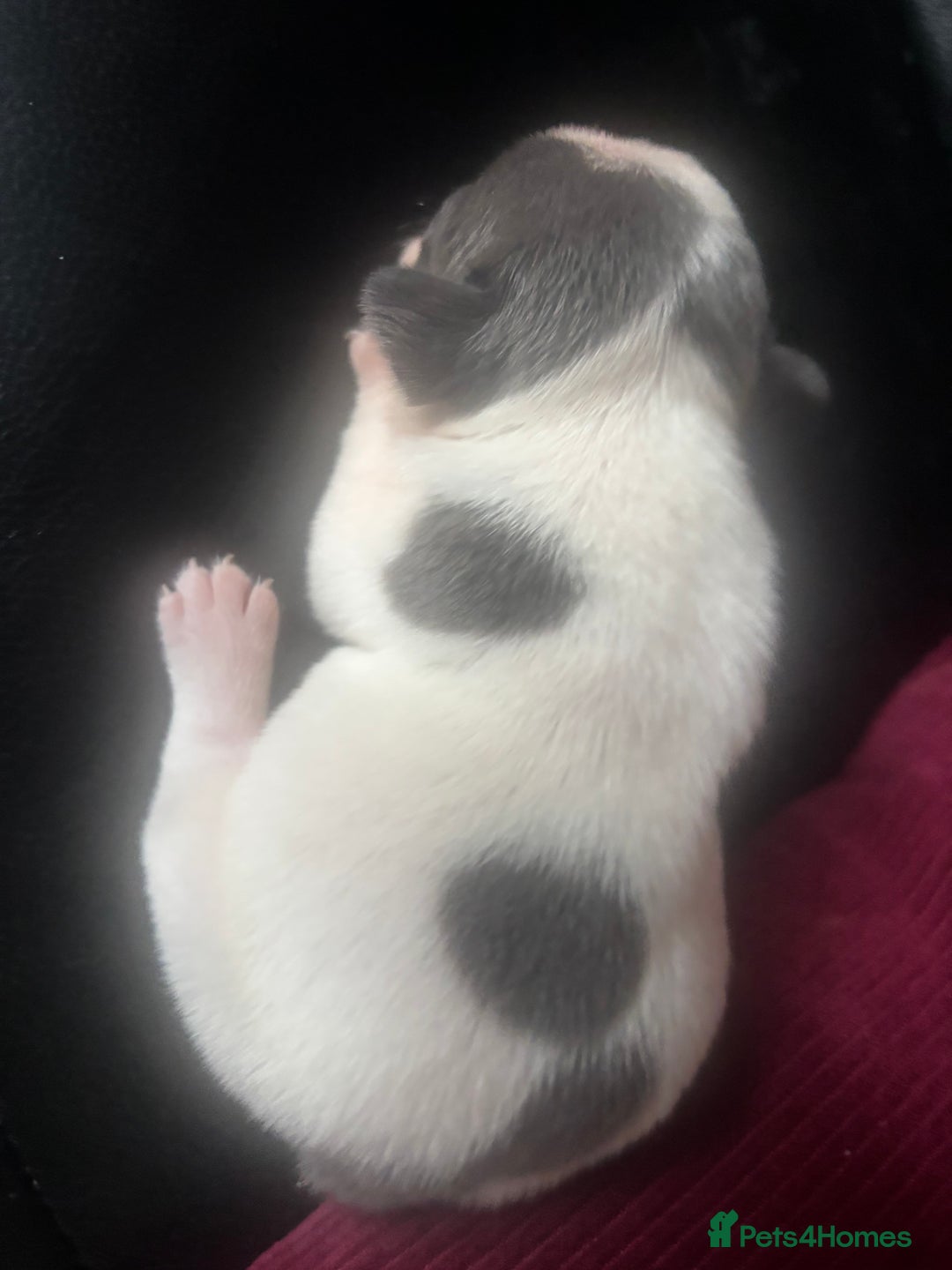 French Bulldog dogs for sale: Chunky French bulldog pups 4 girls  - Image 16