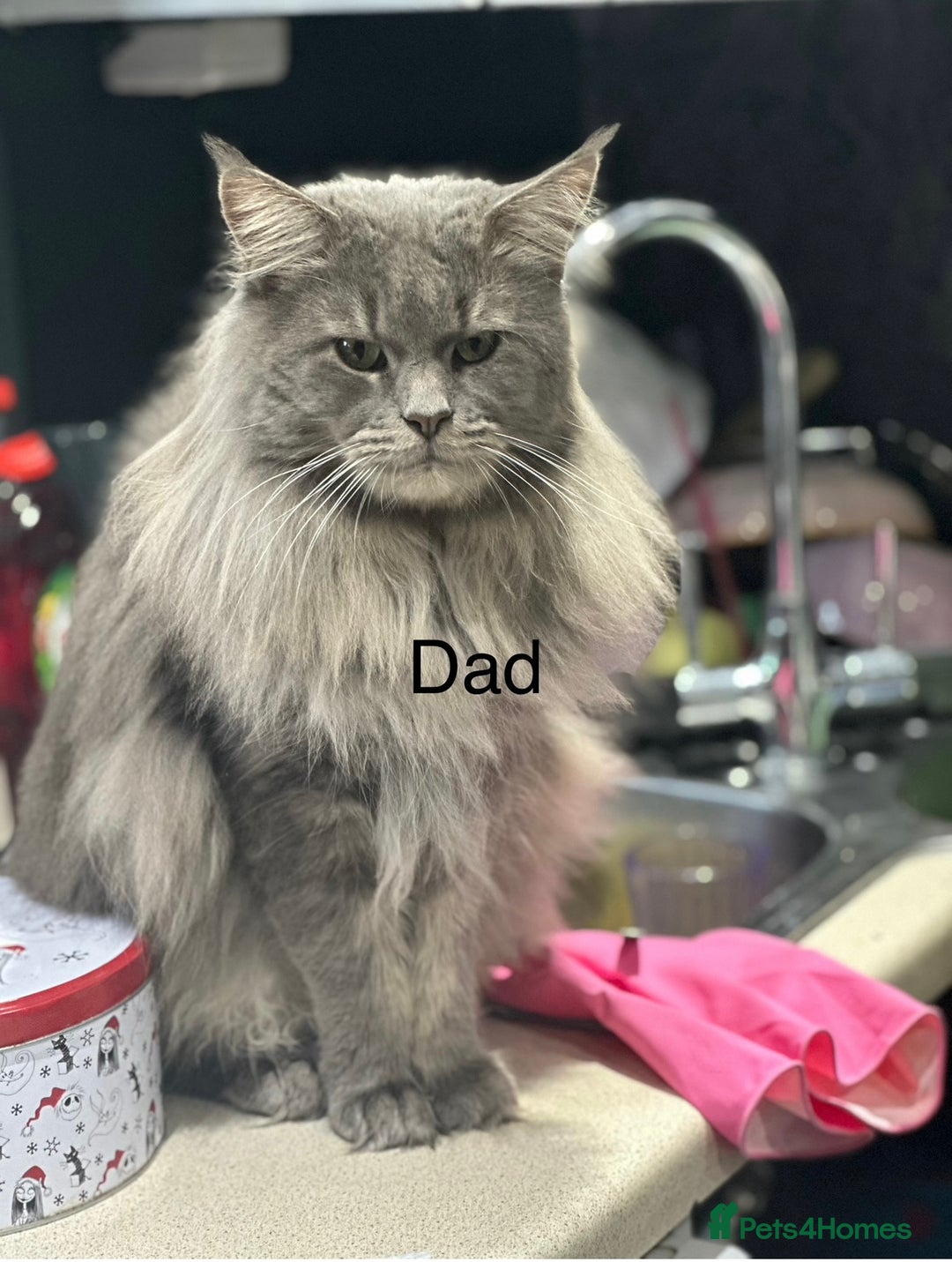 Maine Coon cats for sale: Mainecoon  - Advert 5