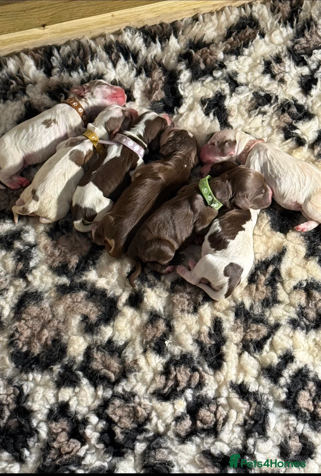 Cocker Spaniel dogs for sale: 🤎 beautiful chocolate 7 show-type cocker spaniel  - Advert 2