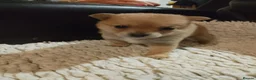 Pomchi dogs for sale: 5 beautiful pomchi puppies for sale - Advert 9