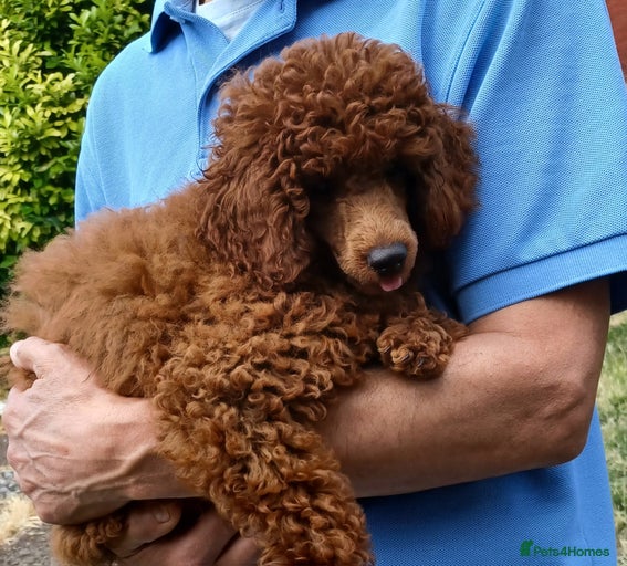 Gallery Image {{count}}