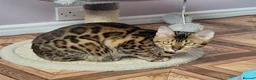 Bengal cats for sale: Superb Active Reg Bengal Girl - Advert 3