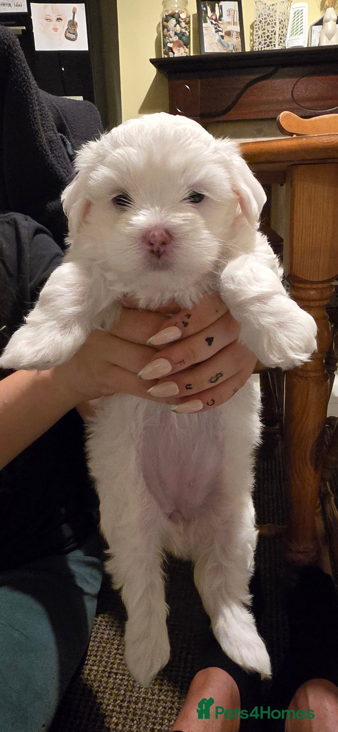 Bichon Frise dogs for sale: Beautiful Bichon Maltese puppies - Image 10