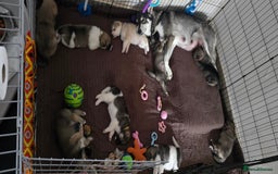 Mixed Breed dogs for sale: Northern Inuit cross American akita  - Image 33