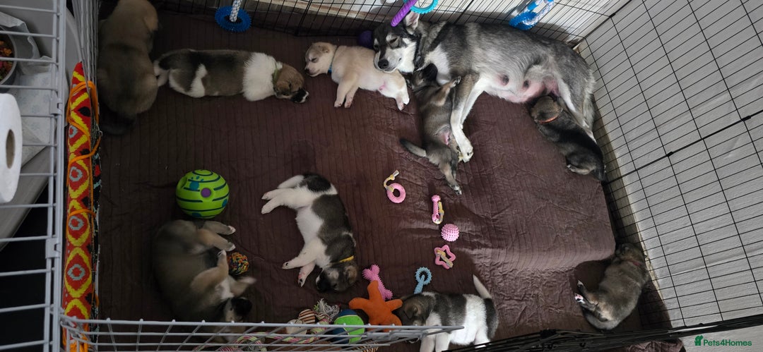 Mixed Breed dogs for sale: Northern Inuit cross American akita  - Image 33