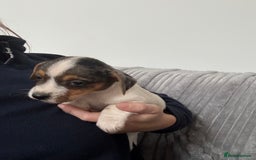 Jack Russell dogs for sale: Pure bred merle short legged jack Russell  - Image 7