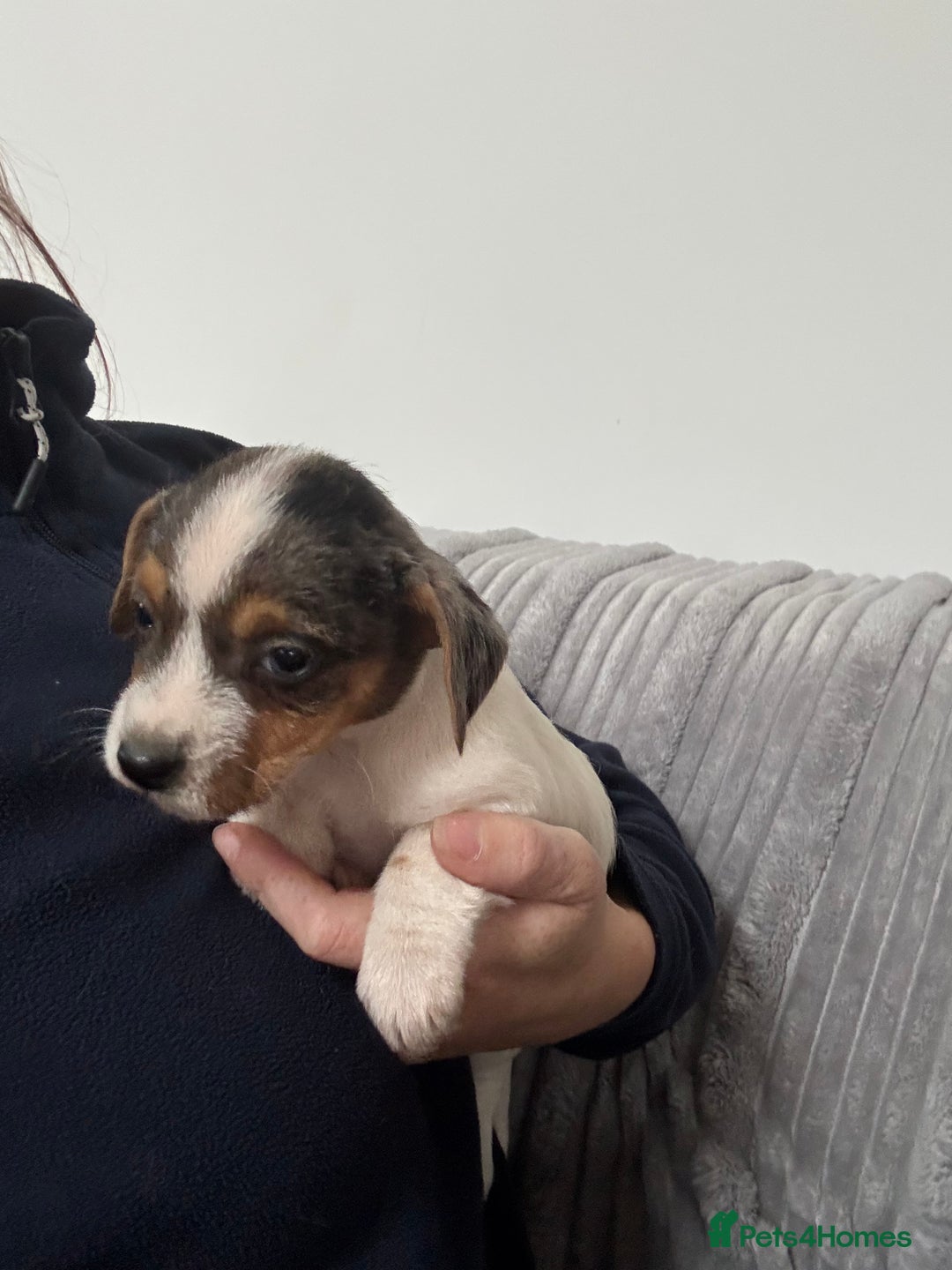 Jack Russell dogs for sale: Pure bred merle short legged jack Russell  - Image 7