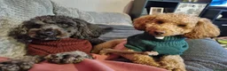 Toy Poodle dogs for stud: Toy Poodle for Stud - Advert 4