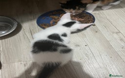 Mixed Breed cats for sale: Beautiful kittens - Image 21