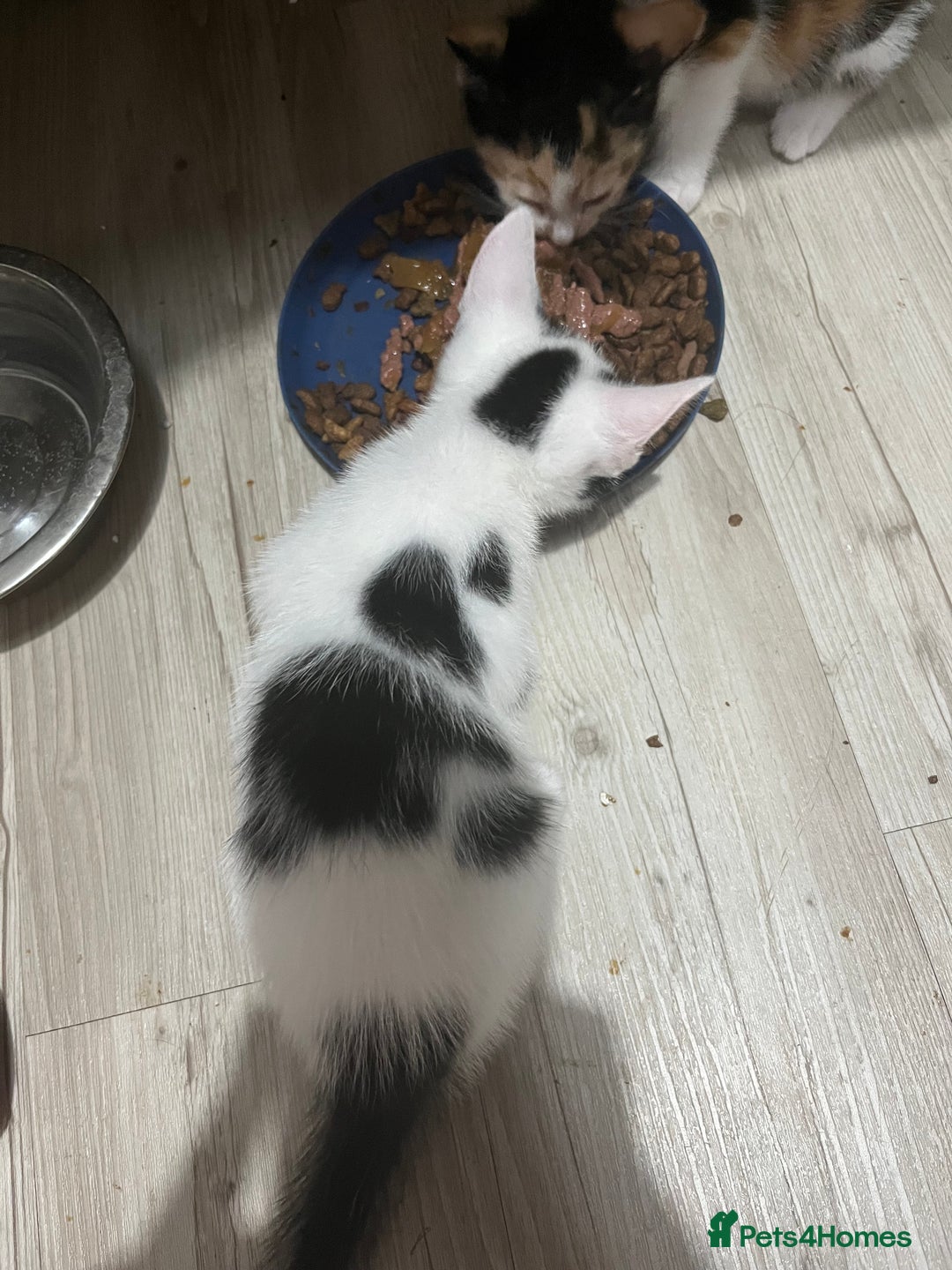 Mixed Breed cats for sale: Beautiful kittens - Image 21