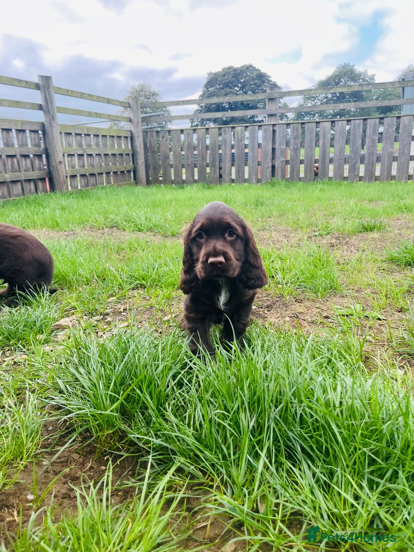 Sprocker dogs Health tested Sprockers 🐶  - Advert 2