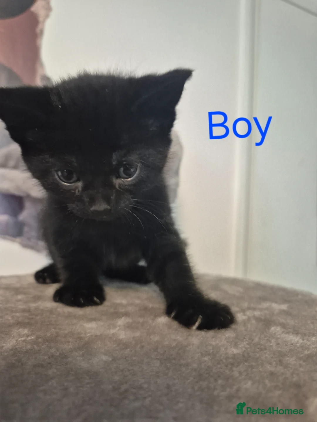 Mixed Breed cats for sale: Two black kittens Girl and Boy - Advert 10