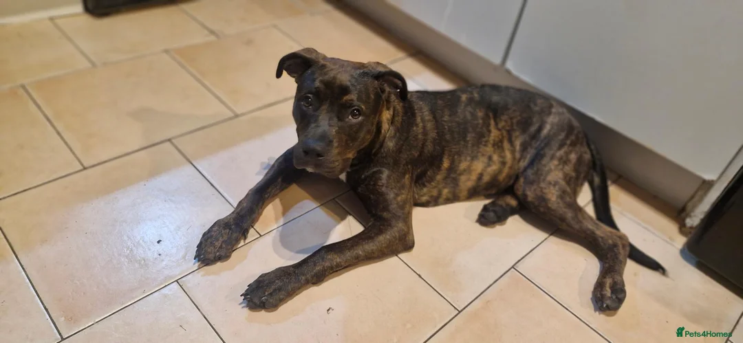 Mixed Breed dogs for sale: Indi - Rottiebull in Nottingham - Advert 1