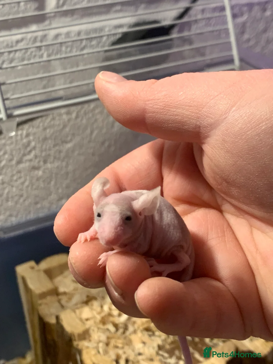 Mouse rodents for sale: Mice for sale  - Advert 1