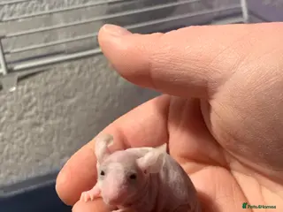 Mouse rodents Mice for sale - Advert 1