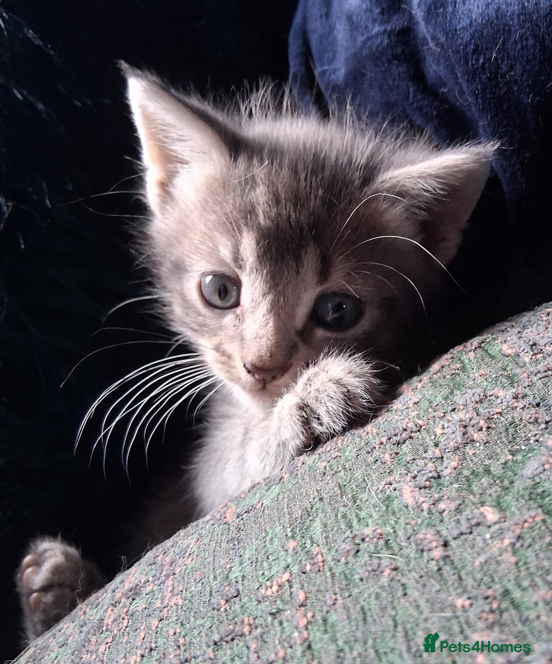 Mixed Breed cats for sale: Awesome Spotty Dotty Silver  Blue Bengal x Kittens - Image 1