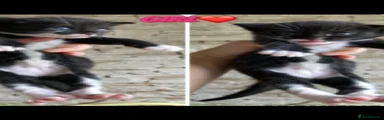 Mixed Breed 2