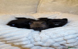 Pomeranian dogs for sale: 🐾 KC Registered Pomeranian Puppies 🐾 - Image 5