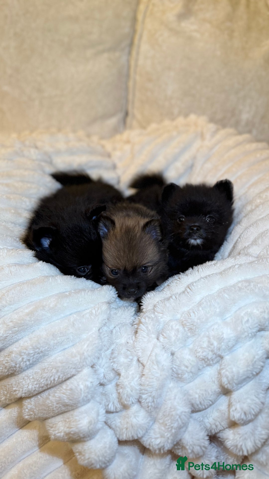 Pomeranian dogs for sale: 🐾 KC Registered Pomeranian Puppies 🐾 - Image 5