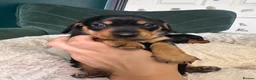 Miniature Dachshund dogs for sale: 2 KC registered miniature dachshund puppies - Advert 4
