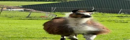 Llama livestock for sale: Male Llama for sale 🦙  - Advert 9