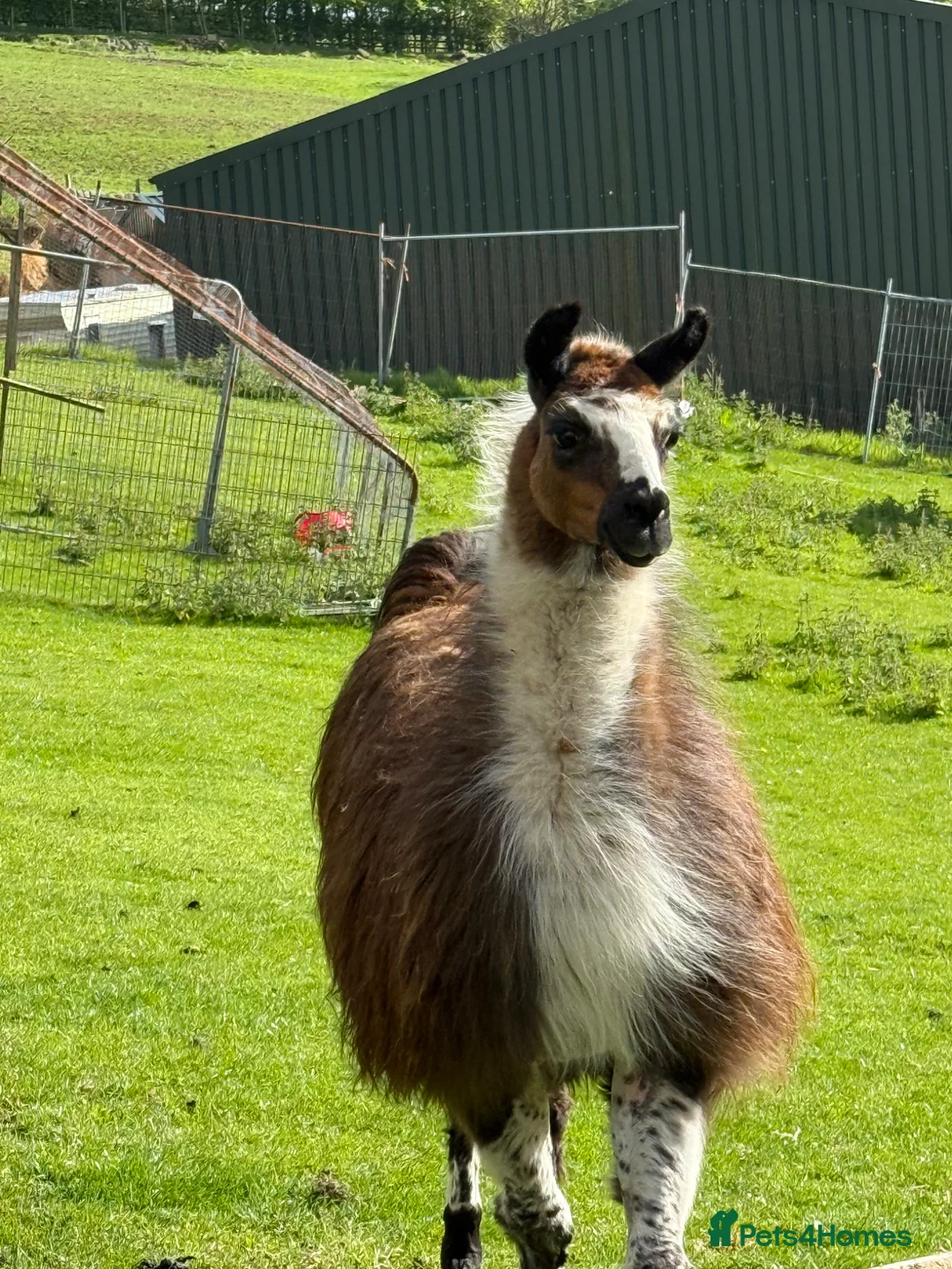 Llama livestock for sale: Male Llama for sale 🦙  - Advert 9
