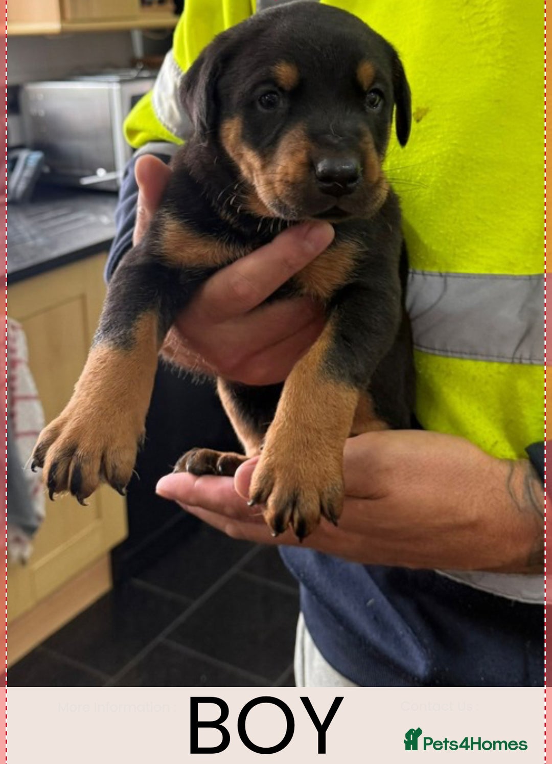 Dobermann dogs for sale: Doberman puppies for sale boys & girls  - Image 2