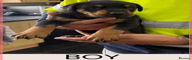 Dobermann Puppy 1 BOY 