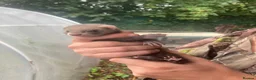 Ferret rodents for sale: Ferrets 2 Jills for sale in Rotherham - Advert 2