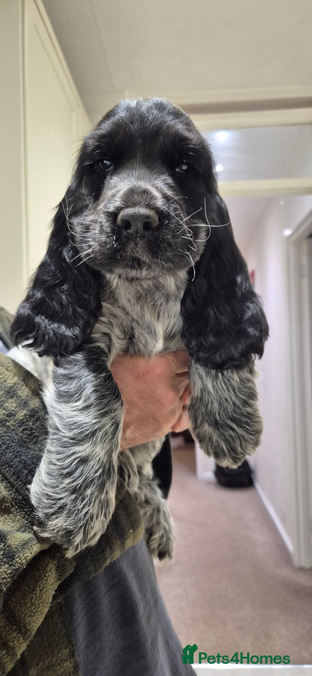 Cocker Spaniel dogs for sale: 2 stunning Cocker Spaniel bitch puppies available - Advert 6