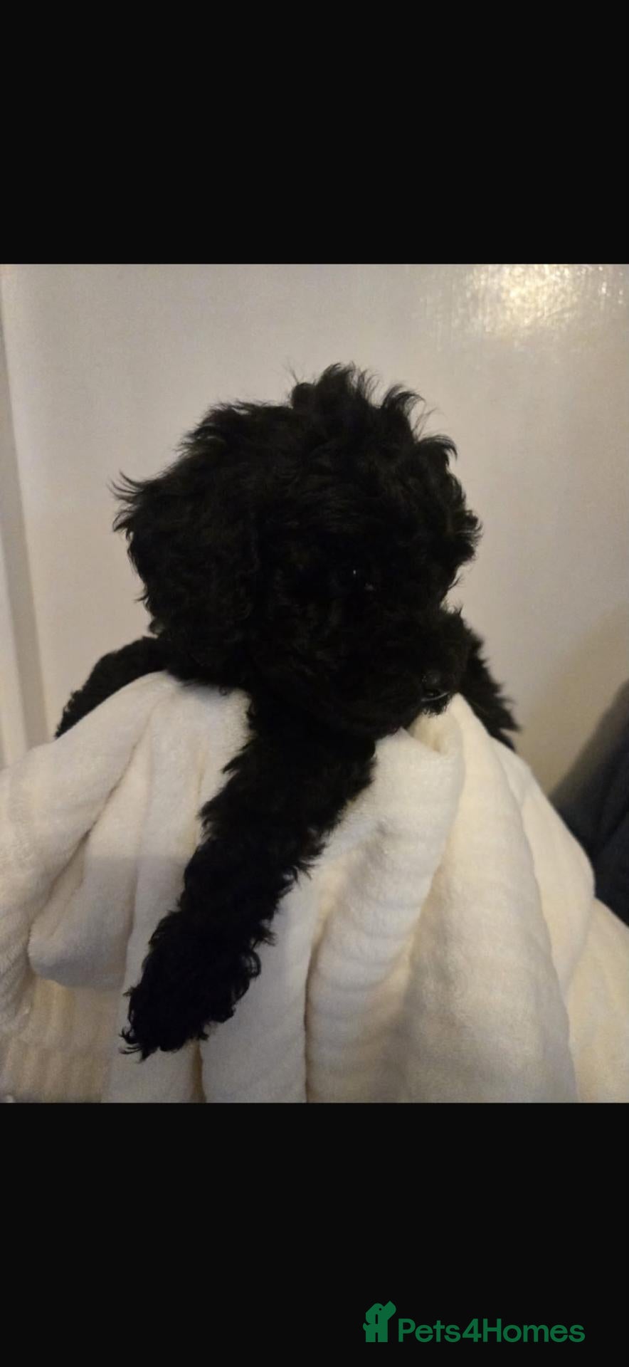 Miniature Poodle dogs Miniature poodles 🐶❤️🩵 - Advert 7