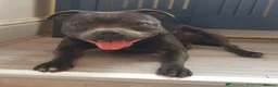 Staffordshire Bull Terrier dogs for sale: Amazing Rainbow litter of Puppy's  - Advert 4