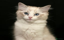 Ragdoll cats for sale: Ragdoll kittens TICA beautiful quality cats  - Image 1